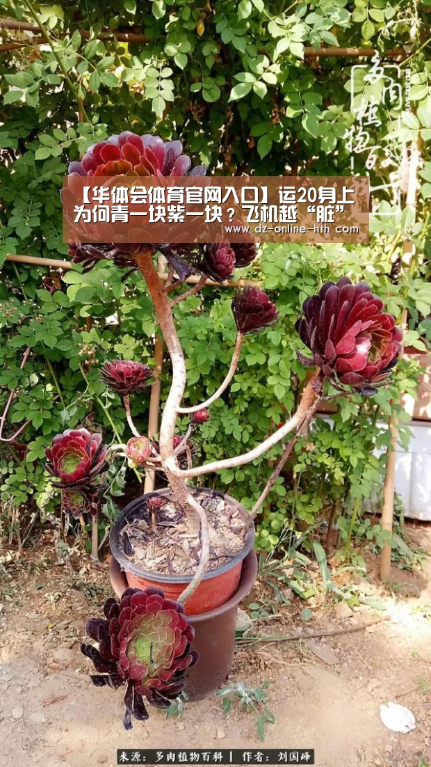 【华体会体育官网入口】运20身上为何青一块紫一块?飞机越“脏”越有战力(图1) 华体会体育官网入口